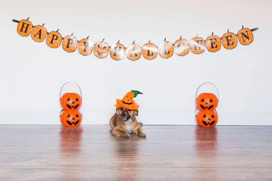 6 Easy DIY Pet Halloween Costumes for Washington, DC Dogs