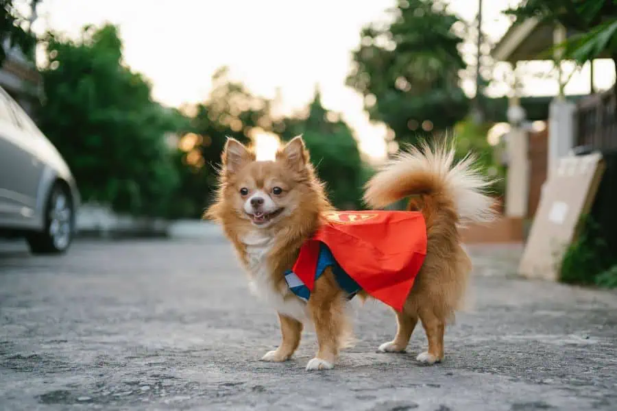 Easy DIY Pet Halloween Costumes for Washington, DC Dogs