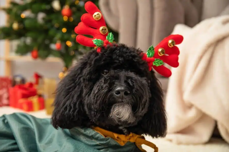 Ways to Include Your Pet in DC Holiday Festivities