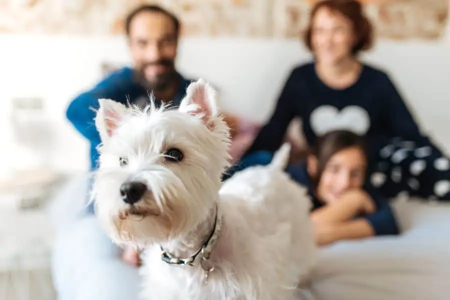 How to Introduce a New Pet to Your D.C. Home
