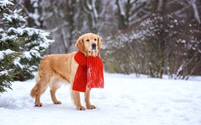 Winter Dog Safety and Indoor Activities for Cold DC Days