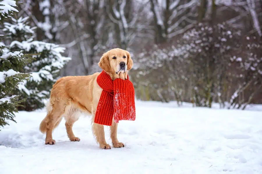 Winter Dog Safety and Indoor Activities for Cold DC Days