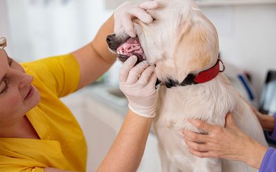 Pet Dental Health Month: Why Oral Care Matters for Your Dog