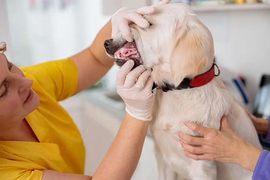 Pet Dental Health Month: Why Oral Care Matters for Your Dog