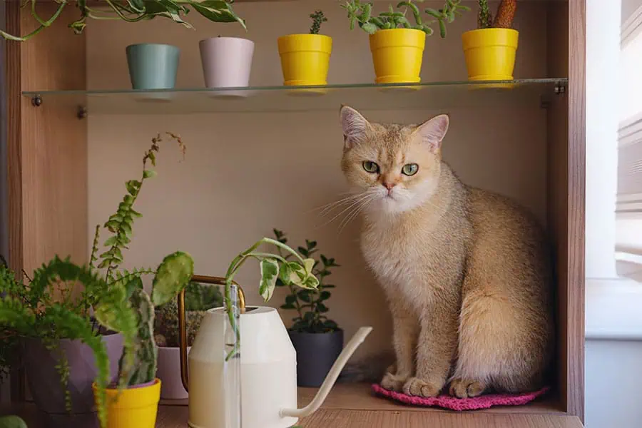 Pet Poison Prevention for DC Dogs: What You Need to Know