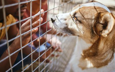 Adopt, Don’t Shop: Why DC Shelter Pets Deserve a Home