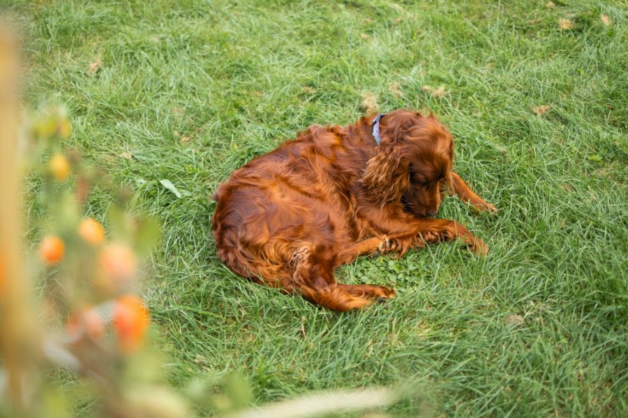 How to Tell If Your Pet Has Allergies