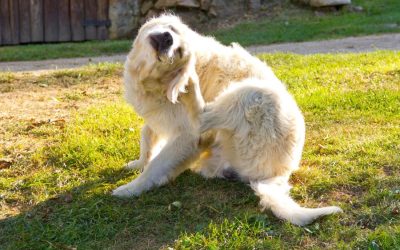 How to Tell If Your Pet Has Allergies or Asthma