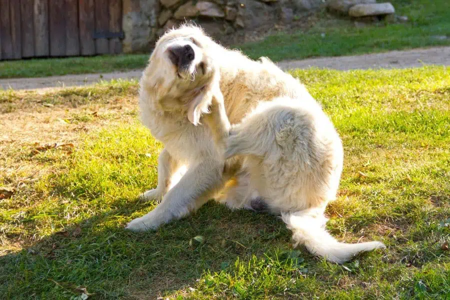 How to Tell If Your Pet Has Allergies or Asthma