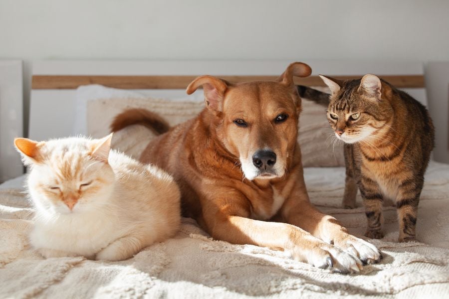 Cat Why Multi-Pet Families Need Dedicated Cat Care