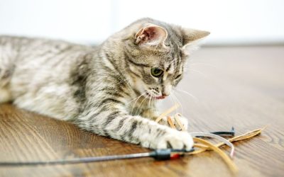 Celebrating Your Cat: Why Multi-Pet Families Need Dedicated Cat Care