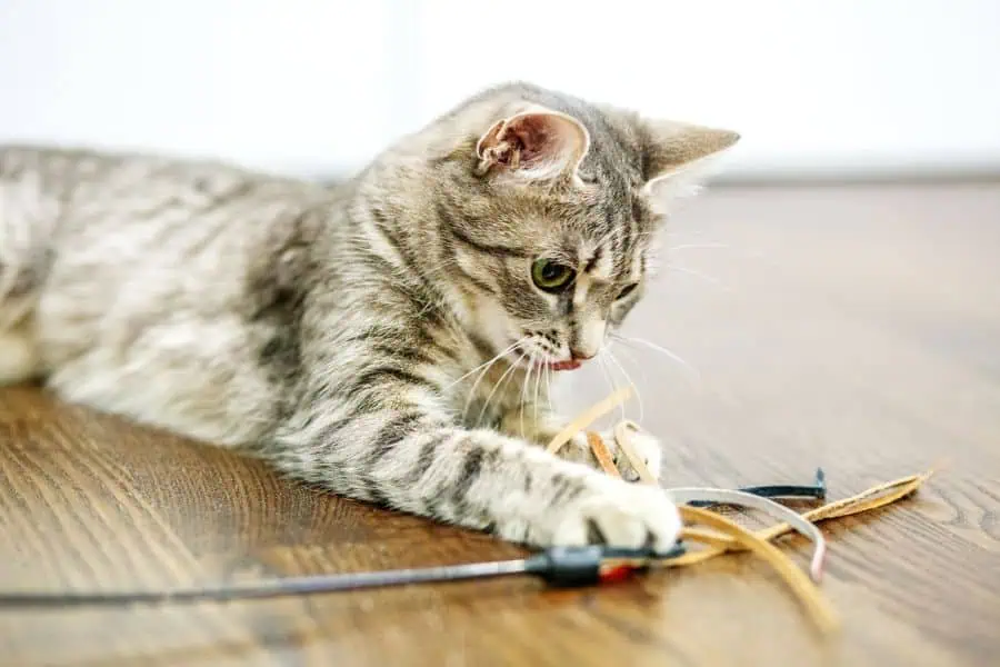 Celebrating Your Cat: Why Multi-Pet Families Need Dedicated Cat Care