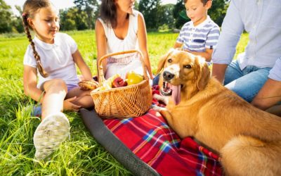 Warm Weather Holiday Pet Safety Tips for DC Pet Parents