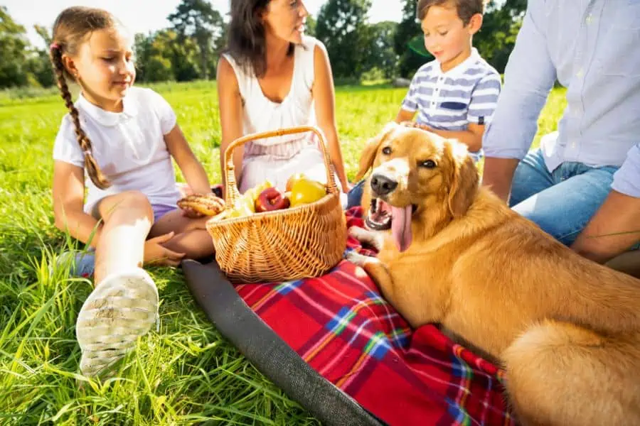 Warm Weather Holiday Pet Safety Tips for DC Pet Parents