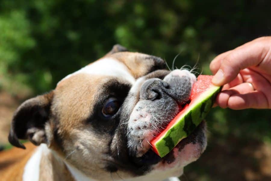 Summer Treats You Can Make for Your Pet