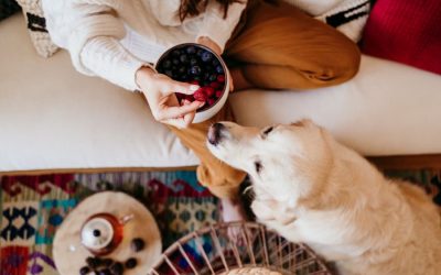 Summer Treats You Can Make for Your Pet | Metro Mutts DC