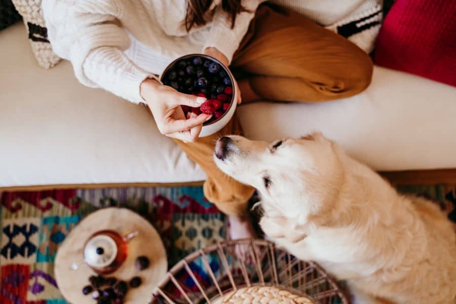 Summer Treats You Can Make for Your Pet | Metro Mutts DC