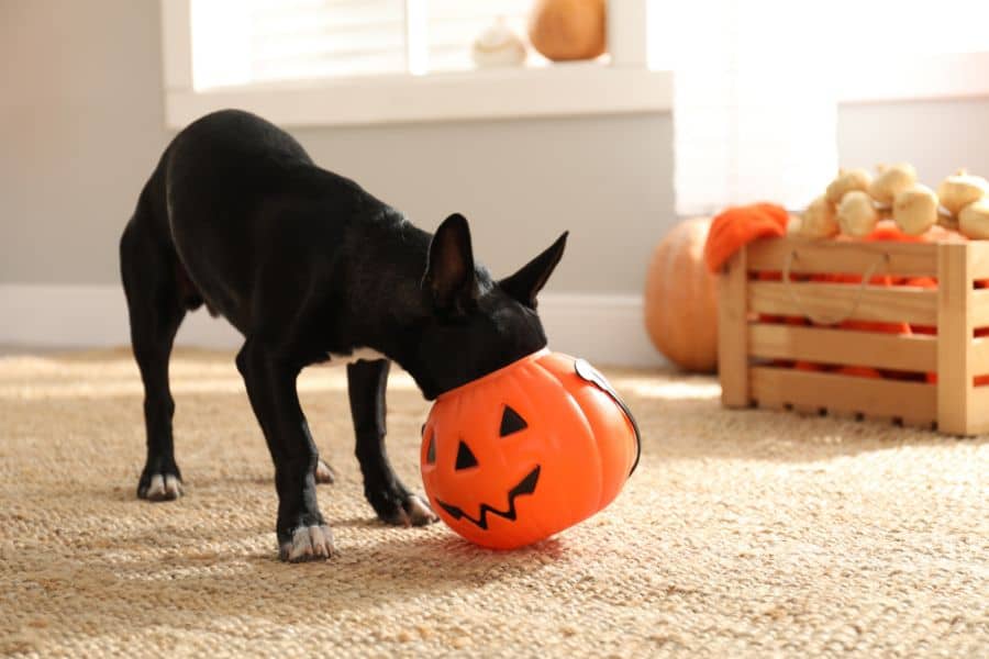 Halloween Pet Safety: Toxic Treats and Costume Tips